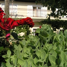 Pogled iz vrta na balkon apartmaja